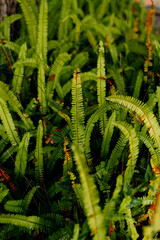 Clean and sharp ferns leaves green foliage natural floral fern background after the rain
