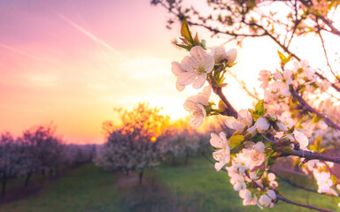 Pretty spring blossom nature background with white blooming of tree at the sunset with sunshine