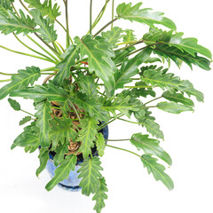 観葉植物、フィロデンドロン・クッカバラの葉【白背景】