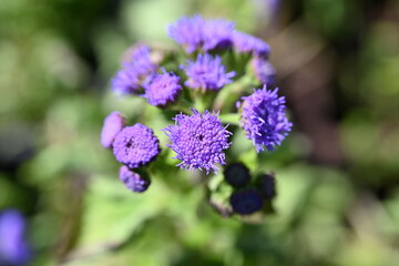 Ageratum houstonianum, commonly known as flossflower, bluemink, blueweed, pussy foot or Mexican paintbrush, is a cool-season annual plant often grown as bedding in gardens.