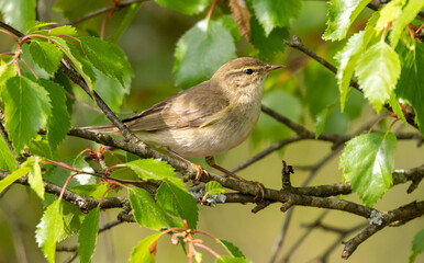 Willow Warbler on a branch