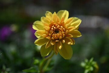 Dahlia is a genus of bushy, tuberous, herbaceous perennial plants native to Mexico and Central America. A member of the Compositae family of dicotyledonous plants, its garden relatives thus include th