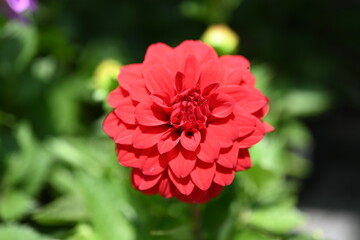 Dahlia is a genus of bushy, tuberous, herbaceous perennial plants native to Mexico and Central...