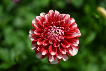 Dahlia is a genus of bushy, tuberous, herbaceous perennial plants native to Mexico and Central America. A member of the Compositae family of dicotyledonous plants, its garden relatives thus include th