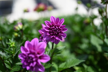 Dahlia is a genus of bushy, tuberous, herbaceous perennial plants native to Mexico and Central...