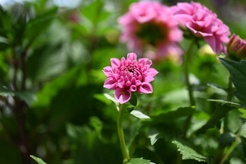 Obraz premium Dahlia is a genus of bushy, tuberous, herbaceous perennial plants native to Mexico and Central America. A member of the Compositae family of dicotyledonous plants, its garden relatives thus include th