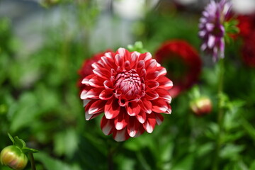Dahlia flower white red, mature and magnificent closeup.