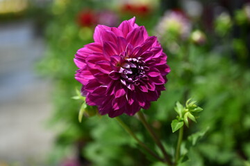 Dahlia is a genus of bushy, tuberous, herbaceous perennial plants native to Mexico and Central America. A member of the Compositae family of dicotyledonous plants, its garden relatives thus include th