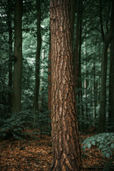 Vertical photo of a close up of a tree trunk isolated with blurred forest background