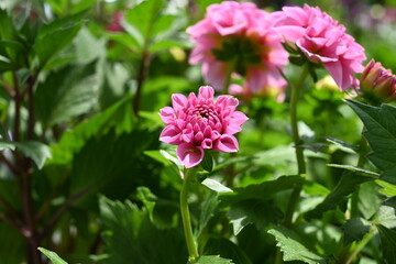 Dahlia is a genus of bushy, tuberous, herbaceous perennial plants native to Mexico and Central America. A member of the Compositae family of dicotyledonous plants, its garden relatives thus include th