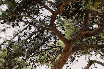 Kiefer (Pinus) mit Pocken