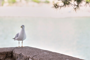 Möwe steht auf einer Mauer