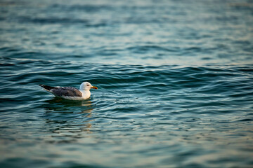 Seevogel Möwe am Wasser