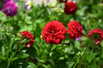 Dahlia is a genus of bushy, tuberous, herbaceous perennial plants native to Mexico and Central America. A member of the Compositae family of dicotyledonous plants, its garden relatives thus include th