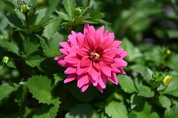 Dahlia is a genus of bushy, tuberous, herbaceous perennial plants native to Mexico and Central America. A member of the Compositae family of dicotyledonous plants, its garden relatives thus include th