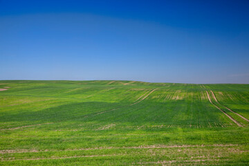 Obraz premium agricultural field where cereal wheat is grown