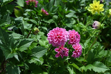 Dahlia is a genus of bushy, tuberous, herbaceous perennial plants native to Mexico and Central America. A member of the Compositae family of dicotyledonous plants, its garden relatives thus include th