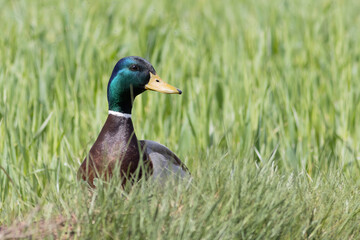 RETRATO DE ANADE REAL EN UN PRADO VERDE