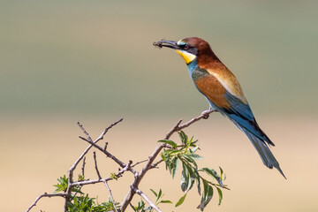 RETRATO DE ABEJARUCO MEROPS APIASTER POSADO EN UNA RAMA