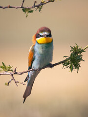 RETRATO DE ABEJARUCO MEROPS APIASTER POSADO EN UNA RAMA