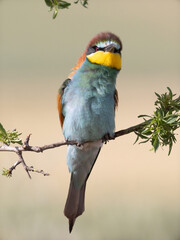 RETRATO DE ABEJARUCO MEROPS APIASTER POSADO EN UNA RAMA