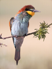 RETRATO DE ABEJARUCO MEROPS APIASTER POSADO EN UNA RAMA