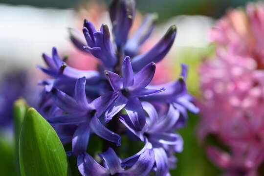 Large flower bed with multi-colored hyacinths, traditional easter flowers, flower background, easter spring background. purple violet flowerr 