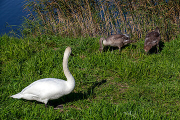 young swans near the river bank in the summer season