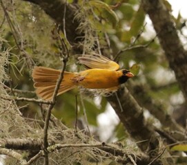Rare One in a Million Yellow Cardinal Male in Flight
