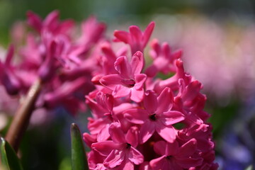 Large flower bed with multi-colored hyacinths, traditional easter flowers, flower background, easter spring background. Close up macro photo, selective focus. Ideal for greeting festive postcard.