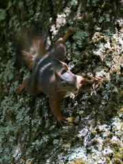 Eichhörnchen