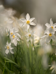 Daffodil flower in nature in the early morning