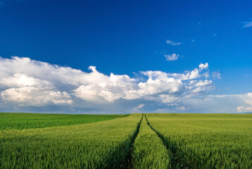 Wheat field landscape with path and blue sky in the summer