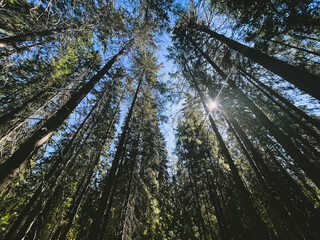Sunlight through the forest trees, wild forest