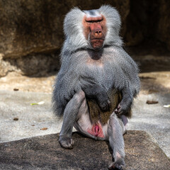 The hamadryas baboon, Papio hamadryas is a species of baboon