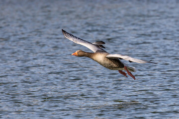 The flying greylag goose, Anser anser is a species of large goose