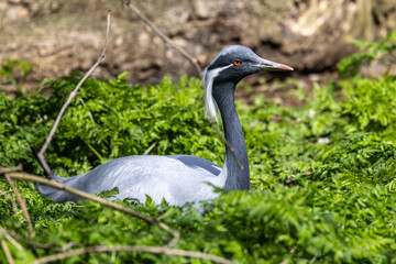 Fototapeta premium Demoiselle Crane, Anthropoides virgo are living in the bright green meadow during the day time