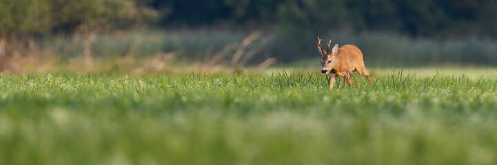 Roe deer, capreolus capreolus, buck walking through a vast floodplain meadow in summer with copy space. Animal wildlife in natural environment of blooming vegetation at sunrise. © WildMedia