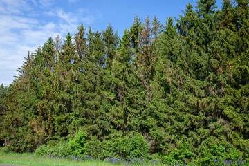 deciduous trees growing in the park in the summer
