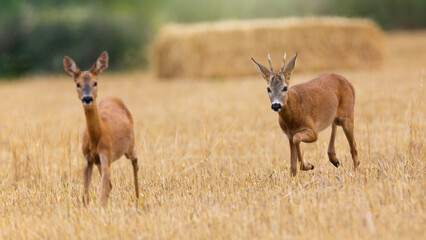 Roe deer buck, capreolus capreolus, following a doe on a stubble field in rutting season. Two wild...