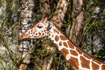 The giraffe, Giraffa camelopardalis is an African mammal