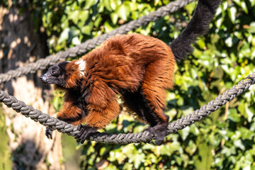 Beautiful red ruffed lemur, Varecia rubra in a german park