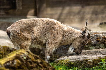 Turkmenian markhor, Capra falconeri heptneri stand on rocks