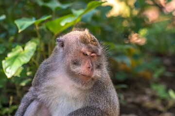 Monkeys in monkey forest in Bali