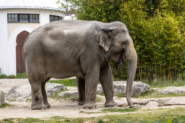 Naklejka premium The Asian elephant, Elephas maximus also called Asiatic elephant