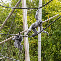 Silvery gibbon, Hylobates moloch having fun in a German park
