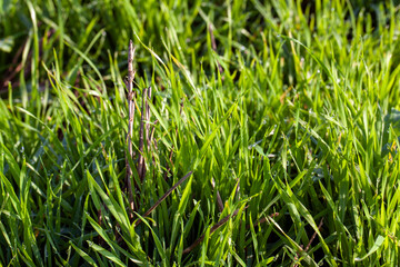 part of the field where green grass grows