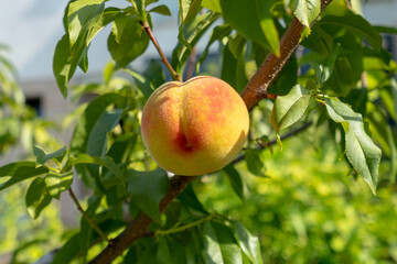 Sweet peach fruit growing on a peach tree branch.