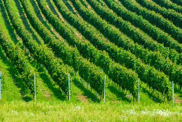 Vines in a rows. Vineyard landscape in the summer. Pannonhalma Wine Region in Hungary