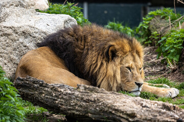 The lion, Panthera leo is one of the four big cats in the genus Panthera